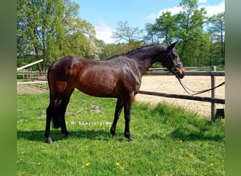 Welsh PB (Partbred), Mare, 11 years, 14,1 hh, Brown