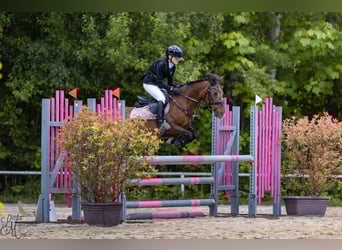 Welsh PB (Partbred), Mare, 15 years, 13,2 hh, Bay