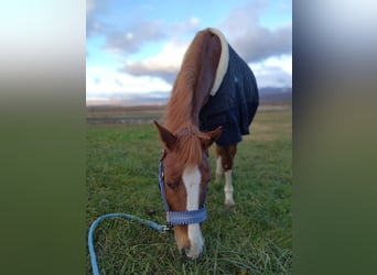 Welsh PB (Partbred), Mare, 15 years, 14,1 hh, Brown