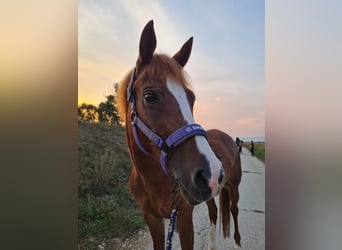 Welsh PB (Partbred), Mare, 15 years, 14,1 hh, Brown