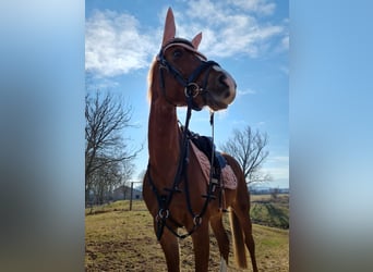 Welsh PB (Partbred), Mare, 15 years, 14,1 hh, Brown
