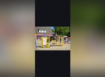 Welsh PB (Partbred), Mare, 15 years, 14,1 hh, Palomino