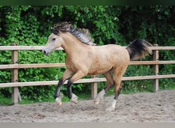 Welsh PB (Partbred) Mix, Mare, 1 year, 15,2 hh, Dun