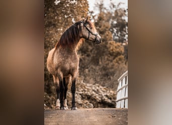 Welsh PB (Partbred) Mix, Mare, 1 year, 15,2 hh, Dun