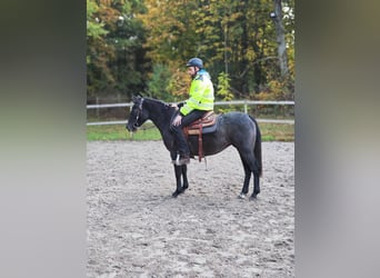 Welsh PB (Partbred), Mare, 2 years, 13,1 hh, Grey