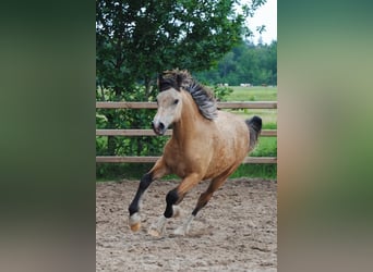 Welsh PB (Partbred) Mix, Mare, 2 years, 15.2 hh, Dun