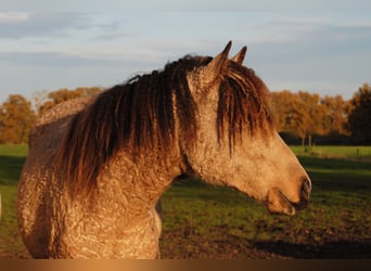 Welsh PB (Partbred) Mix, Mare, 2 years, 15.2 hh, Dun