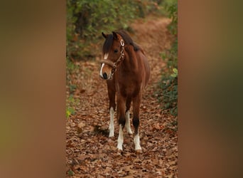 Welsh PB (Partbred), Mare, 3 years, 12,1 hh, Brown