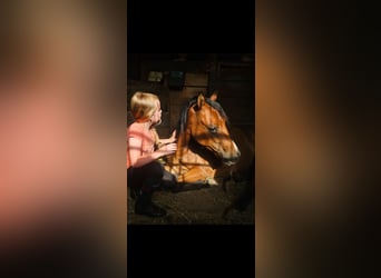 Welsh PB (Partbred) Mix, Mare, 3 years, 13.2 hh, Bay