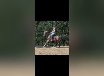 Welsh PB (Partbred), Mare, 3 years, 14 hh, Bay-Dark