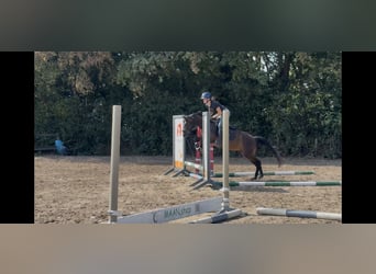 Welsh PB (Partbred), Mare, 3 years, 14 hh, Bay-Dark