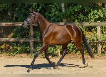 Welsh PB (Partbred), Mare, 3 years, 14 hh, Bay-Dark