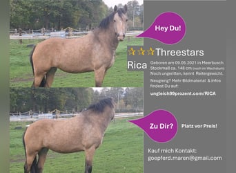 Welsh PB (Partbred), Mare, 4 years, 14.2 hh, Dun