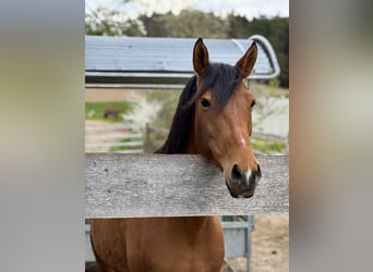 Welsh PB (Partbred) Mix, Mare, 8 years, 15,1 hh, Brown