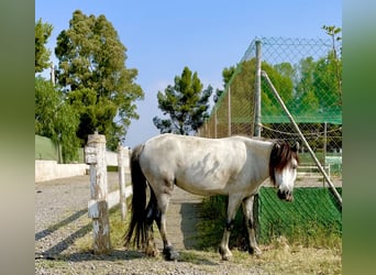 Welsh PB (Partbred) Mix, Mare, 9 years, 11,1 hh, Grey