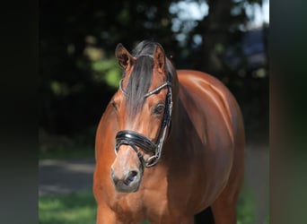 Welsh PB (Partbred), Mare, 9 years, 15 hh, Brown