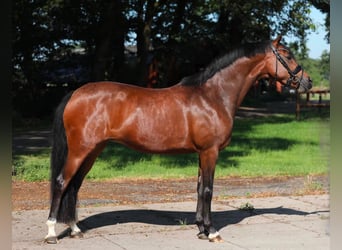 Welsh PB (Partbred), Mare, 9 years, 15 hh, Brown