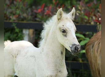 Welsh PB (Partbred), Mare, Foal (04/2026), 14.1 hh, Palomino