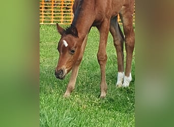 Welsh PB (Partbred), Mare, Foal (04/2025), Brown