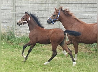 Welsh PB (Partbred), Mare, Foal (04/2025), Brown