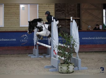 Welsh PB (Partbred), Stallion, 15 years, 13,2 hh, Tobiano-all-colors