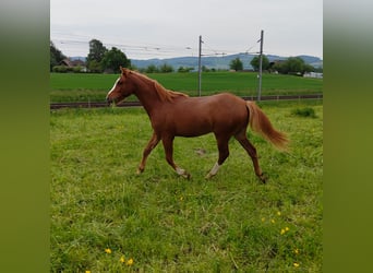 Welsh PB (Partbred), Stallion, 1 year, 14,1 hh, Chestnut-Red