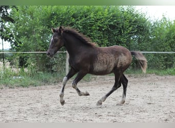 Welsh PB (Partbred), Stallion, 1 year