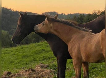 Welsh PB (Partbred), Stallion, 1 year