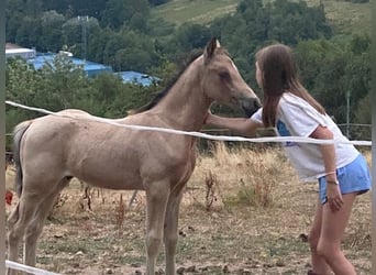 Welsh PB (Partbred), Stallion, 1 year