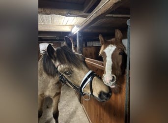 Welsh PB (Partbred), Stallion, 2 years, 14,1 hh, Buckskin
