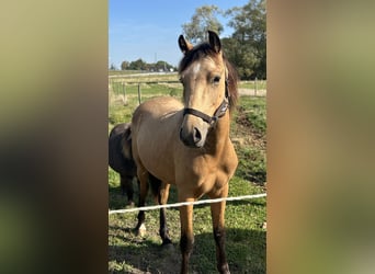 Welsh PB (Partbred), Stallion, 2 years, 14,1 hh, Buckskin