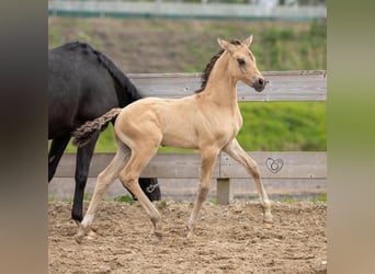 Welsh PB (Partbred), Stallion, 2 years, 14,1 hh, Buckskin