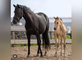 Welsh PB (Partbred), Stallion, 2 years, 14,1 hh, Buckskin
