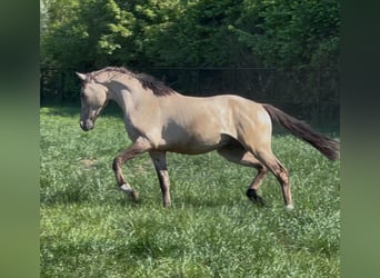 Welsh PB (Partbred), Stallion, 2 years, 14,1 hh, Buckskin