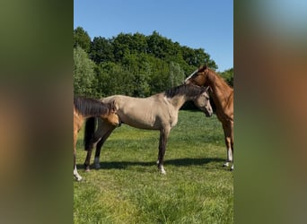 Welsh PB (Partbred), Stallion, 2 years, 14,1 hh, Buckskin