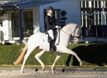 Welsh PB (Partbred), Stallion, 2 years, 14,1 hh, Buckskin