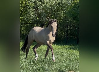 Welsh PB (Partbred), Stallion, 2 years, 14,1 hh, Buckskin