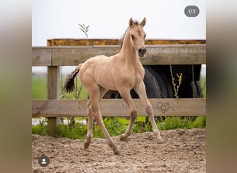 Welsh PB (Partbred), Stallion, 2 years, 14,1 hh, Buckskin