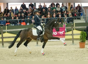 Welsh PB (Partbred), Stallion, 2 years, 14,1 hh, Buckskin