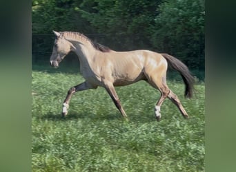 Welsh PB (Partbred), Stallion, 2 years, 14,1 hh, Buckskin