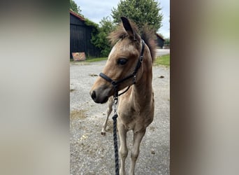 Welsh PB (Partbred), Stallion, 2 years, 14,1 hh