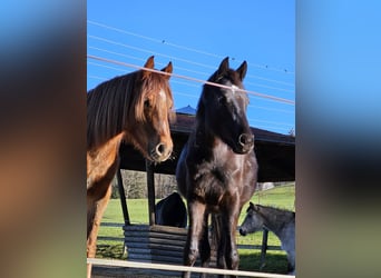 Welsh PB (Partbred), Stallion, 2 years, Smoky-Black