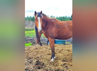 Welsh PB (Partbred), Stallion, 3 years, 13.2 hh, Brown
