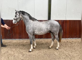 Welsh PB (Partbred), Stallion, 3 years, 13.2 hh, Grey