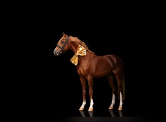 Welsh PB (Partbred), Stallion, 3 years, 14.1 hh, Chestnut-Red