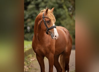 Welsh PB (Partbred), Stallion, 3 years, 14,1 hh, Chestnut-Red