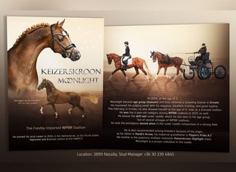 Welsh PB (Partbred), Stallion, 4 years, 14.2 hh