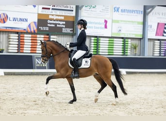 Welsh PB (Partbred), Stallion, 4 years, 14,1 hh, Brown