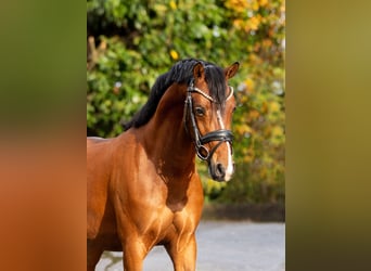 Welsh PB (Partbred), Stallion, 4 years, 14,1 hh, Brown