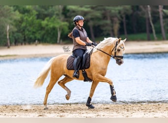 Welsh PB (Partbred), Stallion, 6 years, 14.1 hh, Palomino